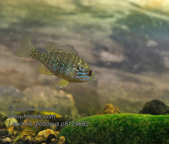 Lepomis gibbosus