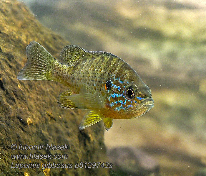 Lepomis gibbosus