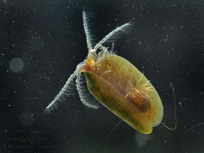 Škeblovka rovnohřbetá Leptestheria dahalacensis