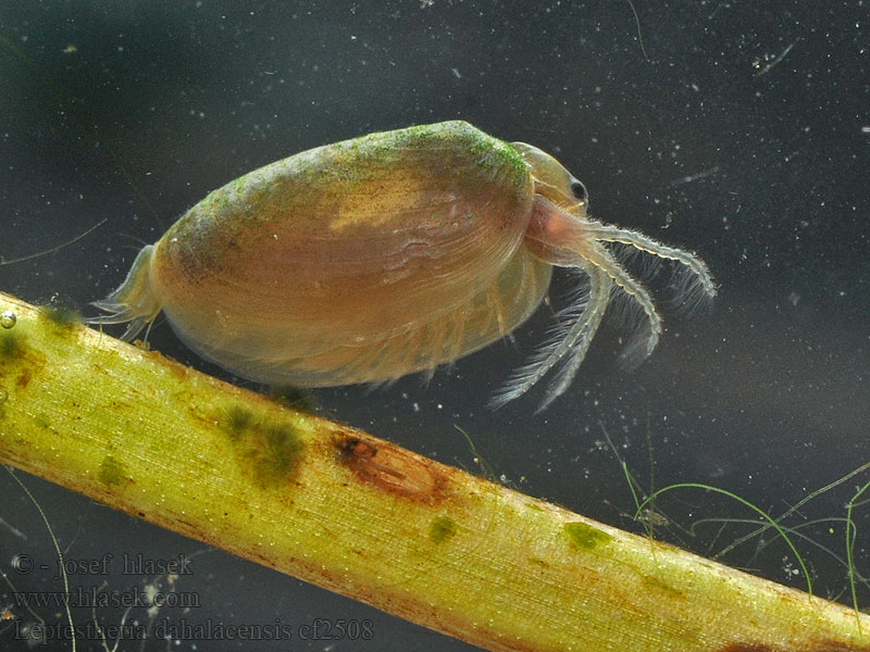 Škeblovka rovnohřbetá Leptestheria dahalacensis