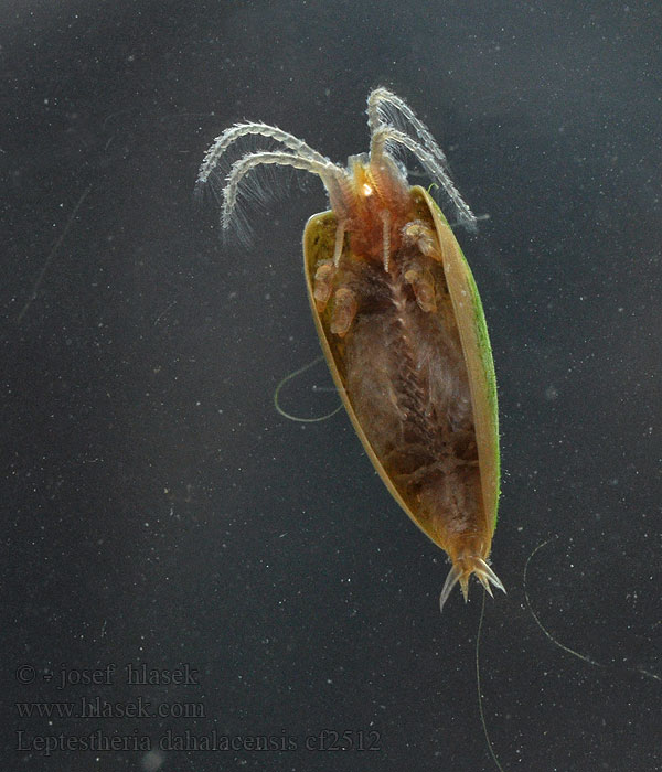 Škeblovka rovnohřbetá Leptestheria dahalacensis