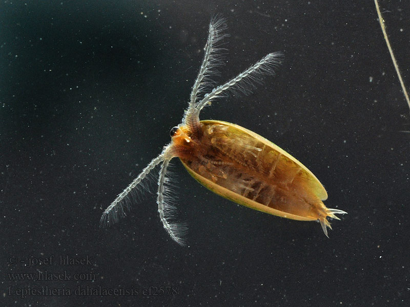 Leptestheria dahalacensis