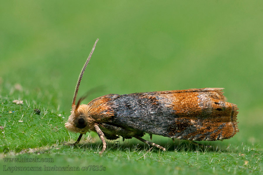 Lepteucosma huebneriana Obaľovač ožinový