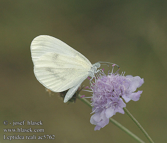 Leptidea reali ac5762 UK: Réal's Wood White FR: La piéride de Réal DE: Lorkovic Tintenfleck-Weißling PL: Wietek Reala SK: Mlynárik Reálov CZ: Bělásek Realův