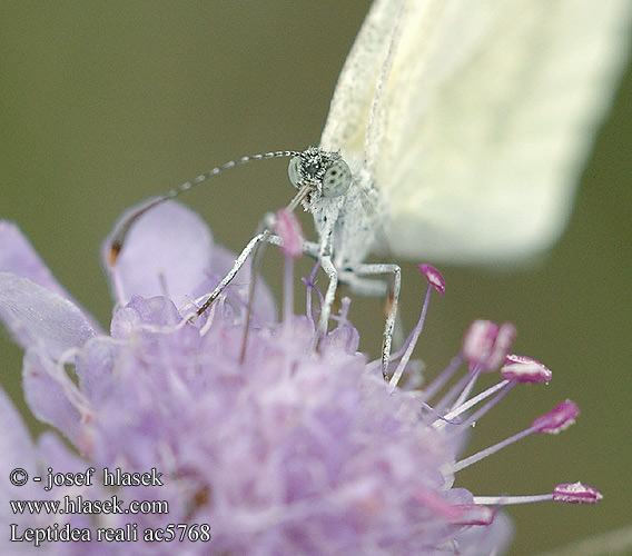 Leptidea reali ac5768 UK: Réal's Wood White FR: La piéride de Réal DE: Lorkovic Tintenfleck-Weißling PL: Wietek Reala SK: Mlynárik Reálov CZ: Bělásek Realův