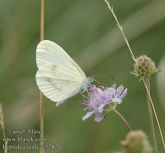 Leptidea reali ac5782 UK: Réal's Wood White FR: La piéride de Réal DE: Lorkovic Tintenfleck-Weißling PL: Wietek Reala SK: Mlynárik Reálov CZ: Bělásek Realův