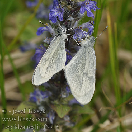 Leptidea reali Réal's Wood White piéride Réal Lorkovic Tintenfleck-Weißling Wietek Reala Mlynárik Reálov Bělásek Realův