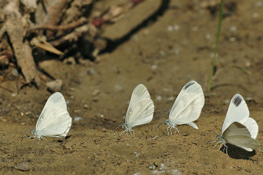 Leptidea sinapis Wood White Piéride Moutarde Mustárlepke