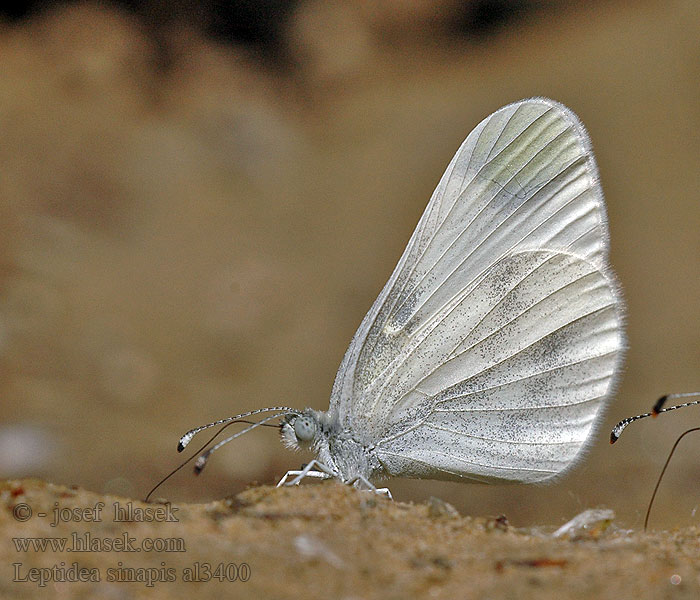 Leptidea sinapis Senfweißling Tintenfleck-Weißling