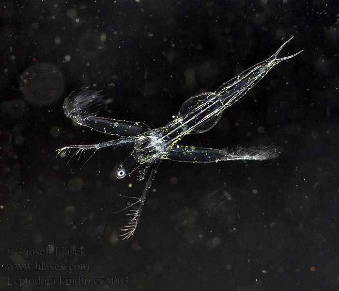 Leptodora kindtii Лептодора