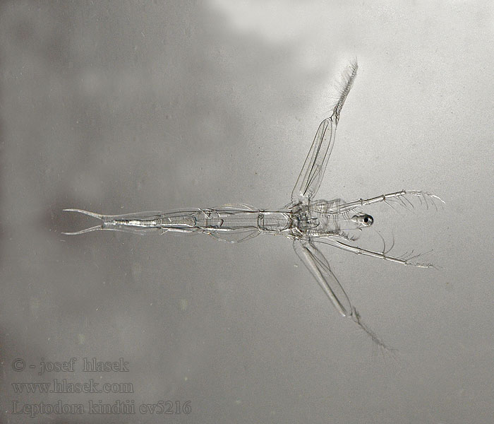 Leptodora kindtii