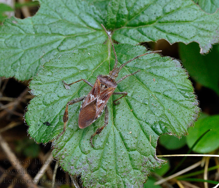 Vroubenka americká マツヘリカメムシ Leptoglossus occidentalis