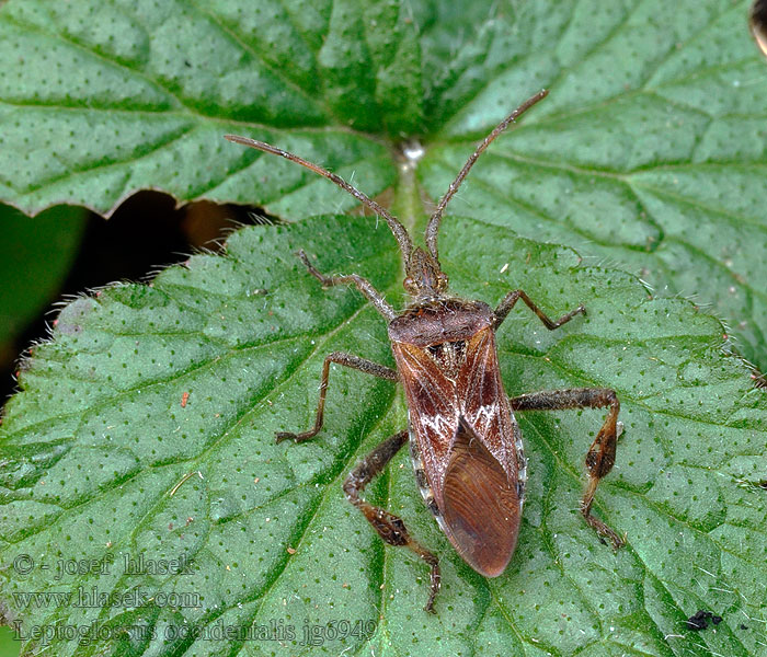 Leptoglossus occidentalis Nyugati levéllábú-poloska Obrubnica americká マツヘリカメムシ