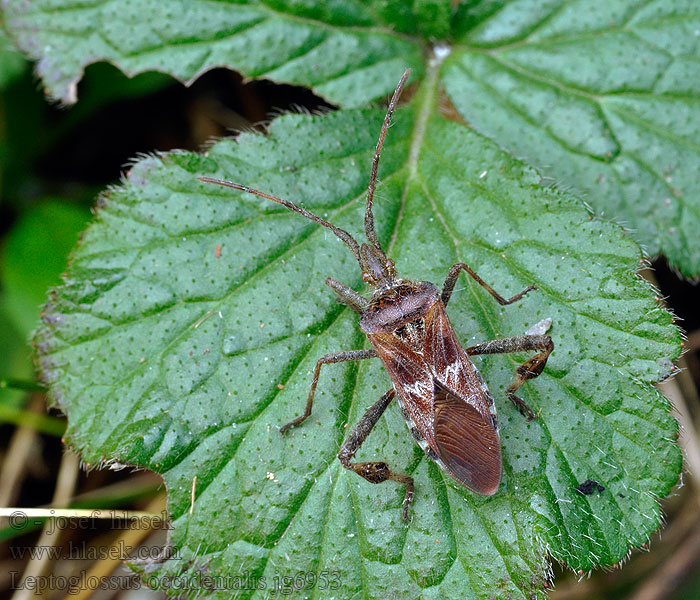 Leptoglossus occidentalis Wtyk amerykański Bladpootrandwants Western conifer seed bug