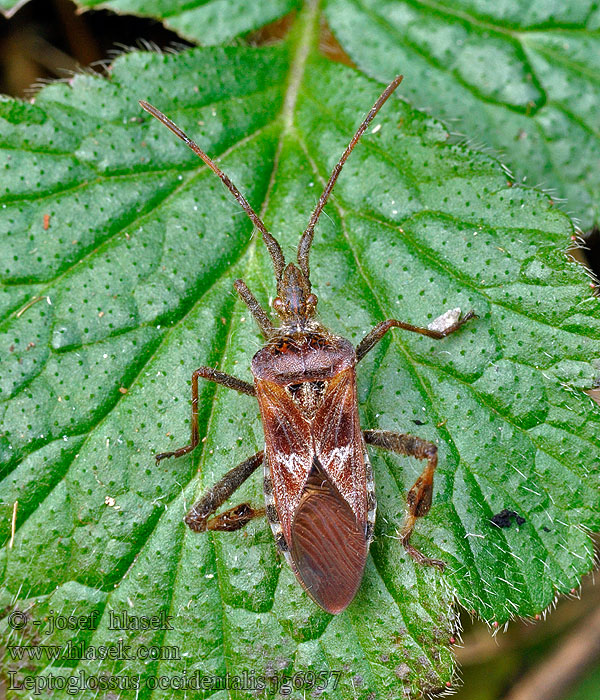 Leptoglossus occidentalis Vroubenka americká Amerikanische Kiefernwanze