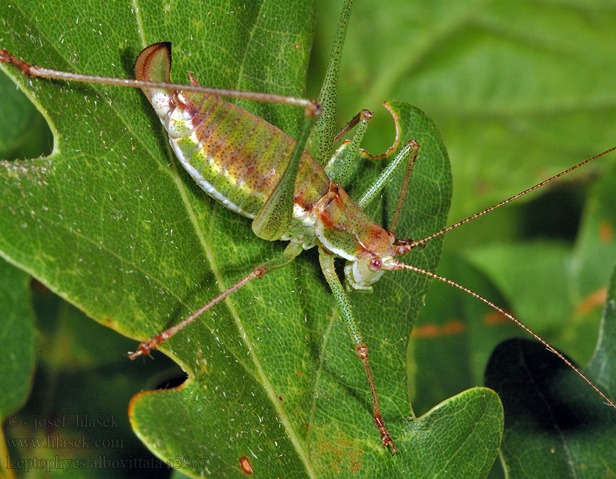 Leptophyes albovittata Barbitistes Kobylka bělopruhá Gestreifte Zartschrecke