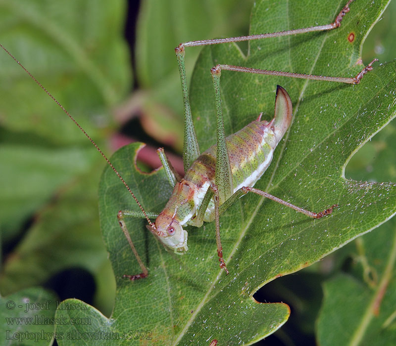 Leptophyes albovittata Wątlik prążkowany Oostelijke struiksprinkhaan Kobylka bielopása