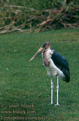 Leptoptilos crumeniferus Marabou Marabu Marabout d'Afrique