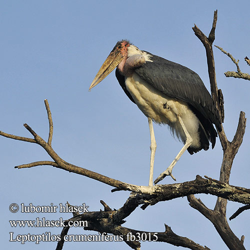 Afrikai marabu Maraboe מרבו Leptoptilos crumeniferus