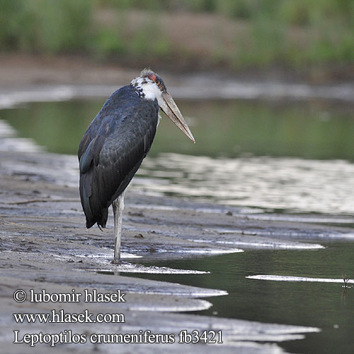 מרבו Leptoptilos crumeniferus Marabou Marabu Marabout d'Afrique