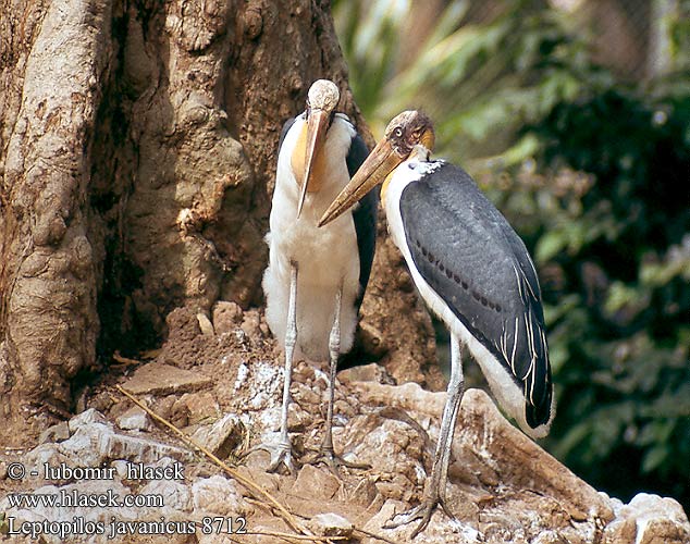 Leptoptilos javanicus Leptotilos Lesser adjutant stork Lille adjudant Pikkumarabu Marabout chevelu Javaanse Maraboe Marabù minore asiatico Marabut Sunda-Marabu Kleiner Adjutant Marabut jawajski Marabu menší 秃鹳