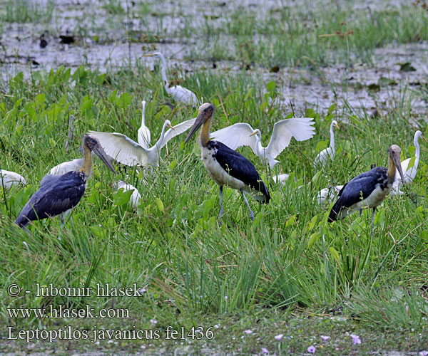 Lille adjudant Pikkumarabu Marabout chevelu Javaanse Maraboe Marabù minore asiatico Marabut Sunda-Marabu Kleiner Adjutant Marabut jawajski Marabu menší 秃鹳 Leptoptilos javanicus Leptotilos Lesser adjutant stork