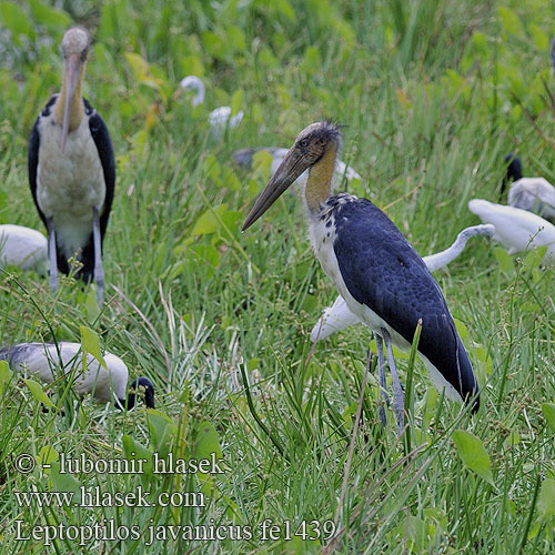 Marabù minore asiatico Marabut Sunda-Marabu Kleiner Adjutant Marabut jawajski Marabu menší 秃鹳 Leptoptilos javanicus Leptotilos Lesser adjutant stork Lille adjudant Pikkumarabu Marabout chevelu Javaanse Maraboe