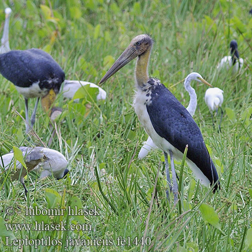 Marabut jawajski Marabu menší 秃鹳 Leptoptilos javanicus Leptotilos Lesser adjutant stork Lille adjudant Pikkumarabu Marabout chevelu Javaanse Maraboe Marabù minore asiatico Marabut Sunda-Marabu Kleiner Adjutant