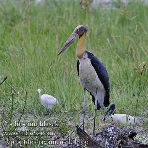 Lesser adjutant stork Lille adjudant Pikkumarabu Marabout chevelu Javaanse Maraboe Marabù minore asiatico Marabut Sunda-Marabu Kleiner Adjutant Marabut jawajski Marabu menší 秃鹳 Leptoptilos javanicus Leptotilos