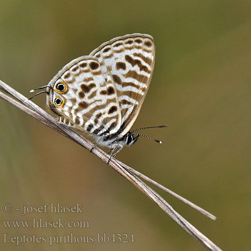 Leptotes pirithous Kleiner Wanderbläuling Azuré Luzerne Lang's Short-tailed Blue