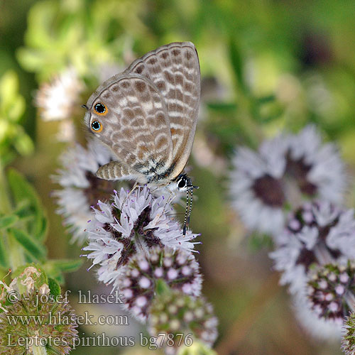 Lang's Short-tailed Blue Modrogończyk wędrowiec Trópusi boglárka