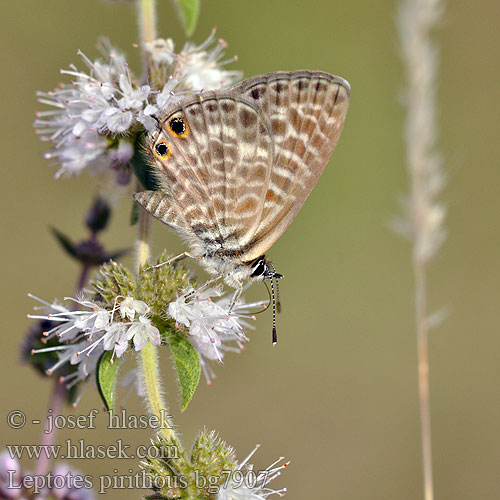 Modrásek tažný Mavi Zebra Korthalet blåfugl Leptotes pirithous