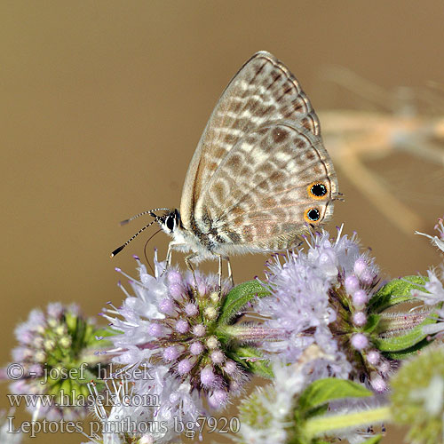 Kleiner Wanderbläuling Azuré Luzerne Lang's Short-tailed Blue