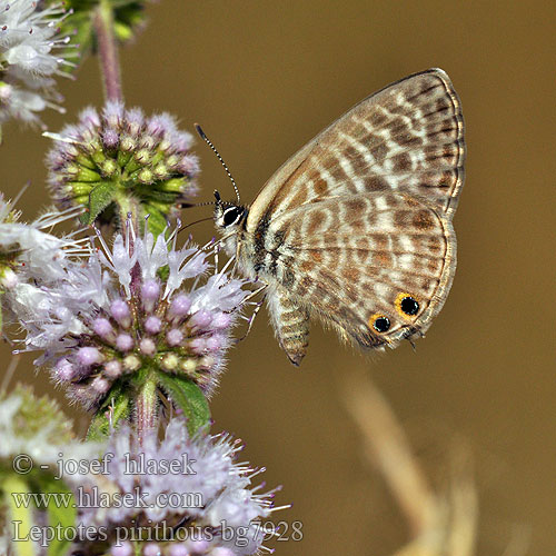 Azuré Luzerne Lang's Short-tailed Blue Modrogończyk wędrowiec