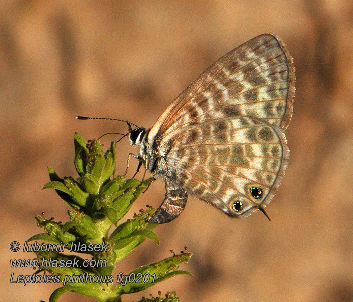 Leptotes pirithous