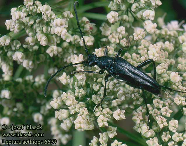 Leptura aethiops 6679