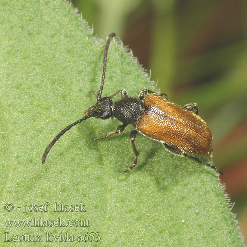 Leptura livida a653