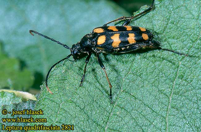 Leptura quadrifasciata 2821