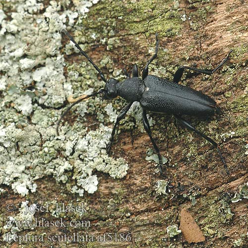 Leptura scutellata af5186