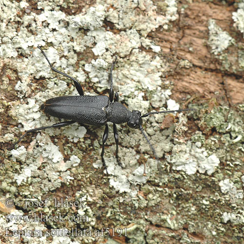 Leptura scutellata af5191