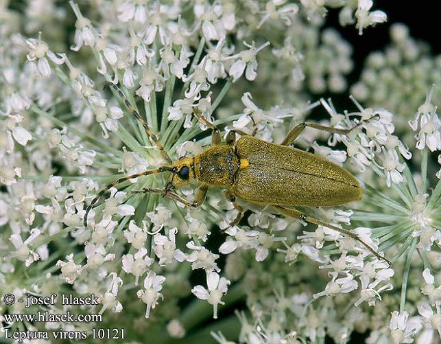 Leptura virens 10121