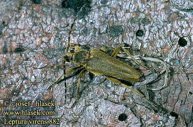 Leptura virens 882