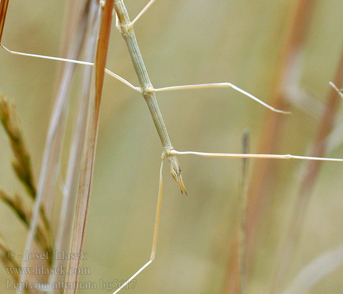 Leptynia attenuata