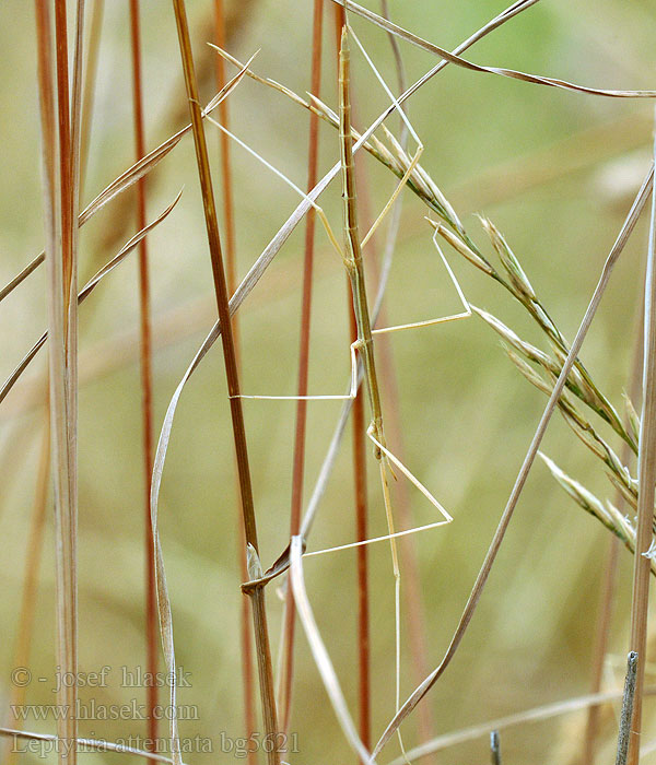 Leptynia attenuata