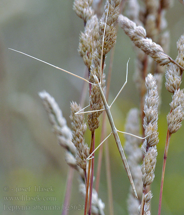 Leptynia attenuata