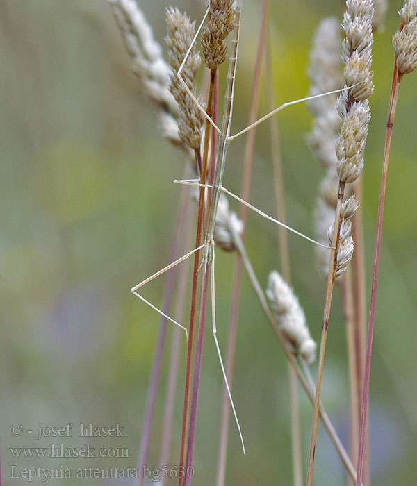 Leptynia attenuata