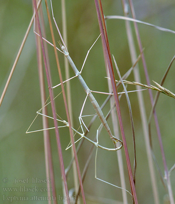 Leptynia attenuata