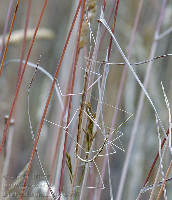 Leptynia attenuata