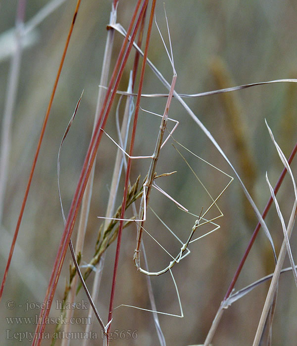 Leptynia attenuata