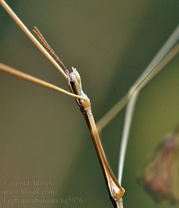 Leptynia attenuata